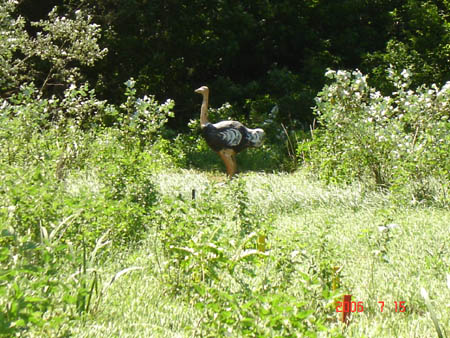 Tisza