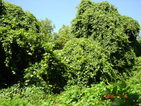 Tisza