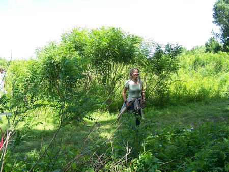 Tisza