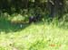 Tisza