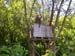 Tisza