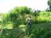 Tisza
