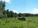 Tisza